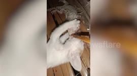 Wild gecko bites kitten’s mouth and refuses to let go during fierce fight
