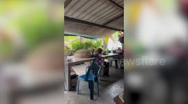 Crafty pet cat lifts food cover and steals fish