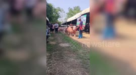 Super cute short-legged albino buffaloes line up for parade at animal contest