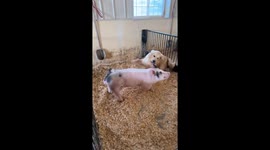 Golden Retriever's Best Friend Happens to Be a Pig