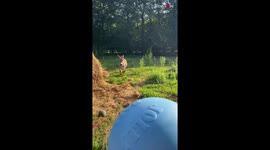 Playful donkey loves to throw around its newest jolly ball *Hilariously Cute*