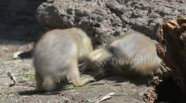 Bosses Ban Animal Fans From Naming Newborns in the Schoenbrunn Zoo in Vienna, Austria