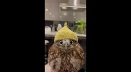 Little Owl's Cute Hat Matches Its Eyes
