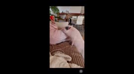Little Pig Wants Yogurt