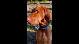 Hungry Dog's Drool Bubble
