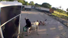 How did I end up riding a sheep when I was just trying to give them their lunch