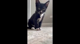 Adorable Foster Kitten Pounces Playfully at Phone after Being Rescued in South Africa