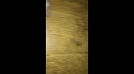 Crazy Cat Crawls Under the Bed