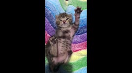 Adorable neonatal kitten enjoys stretching after being bottle fed