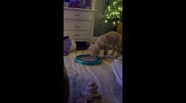 Puppy Plays With Cat Toy While Cat Watches