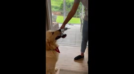 Adorable foster service dog in training helps open a Christmas cracker on his first Christmas