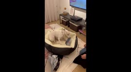 Puppy Elated By Her New Dog Bed