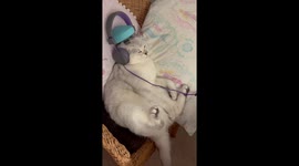This cat knows what relax means!