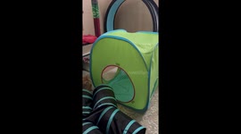 Cat's Big Pounce Doesn't Go as Planned