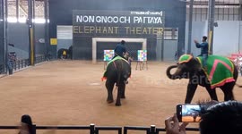 These cute little elephants perform at a show at Nong Nooch Garden, outside Pattaya, Thailand.