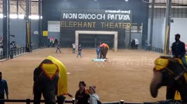 Adorable baby elephant showing massage and heart pumping at Nong Nooch Tropical Garden, Pattaya, Thailand