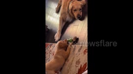 We bought our golden retriever a puppy, their reaction was the cutest!