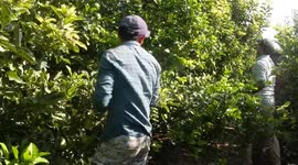 Palestinian farmers collect apples