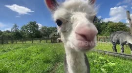 Adorable video shows newborn alpaca up and about an hour after being born