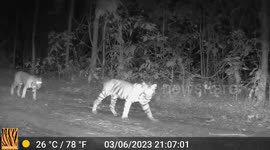 Mother tiger spotted walking with cubs months after giving birth in Thai wildlife sanctuary