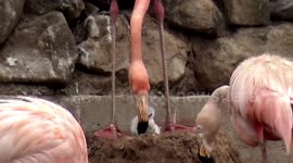 Zookeepers celebrate successful hatching of Caribbean flamingo egg at Thai zoo