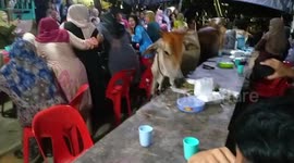 Escaped cows rampage through wedding in Malaysia