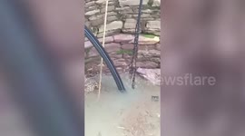 Wild chase: Leopard and boar end up BOTH trapped inside deep well