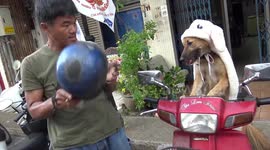 Pet dog makes the perfect pillion passenger riding motorcycle with owner