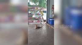 Pet cat steals snacks from store and hides hoard in garage