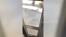 Wild python slithers menacingly outside woman's door
