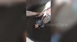 Stray ginger cat stuck inside massive clay water storage jar rescued