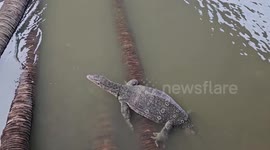 Firefighters catch jumbo monitor lizard in family’s home and release it into river