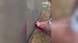 Kind couple rescues magpie bird stuck in net in their garden