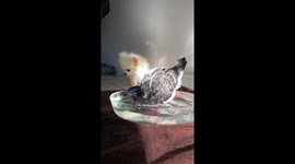 Slow Mo of a gentle pigeon enjoying taking a bath *Amazing Capture*