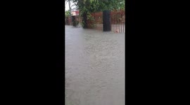 Fearless cat Oyen defies flooding waters, swims to safety in Sarawak home