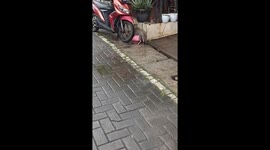 Curious cat snatches leftover delight: a hasty escape!