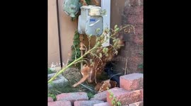 Man accidentally scares fawns that end up hitting their heads against wall and fence