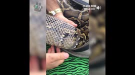 Top 11 Animals Shedding Moments