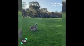 Top 14 Overexcited Dog Moments