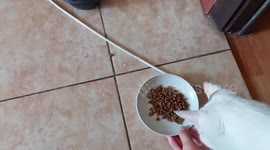 Picky cat refuses to eat food unless fed straight from the hands