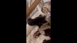 Mama Cat Cuddles With Kitten