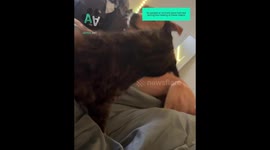 Top 14 Best Dog and Cat Moments