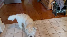 Adorable, blind dog sniffing around to find his breakfast