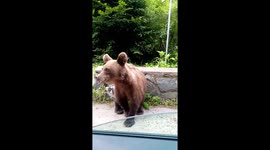 Romanian Brown Bear Greets Motorists