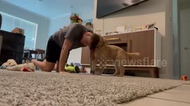 Golden Retriever Pup Makes Push-Ups Harder