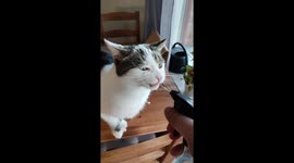 Strange cat only likes to drink from spray bottle