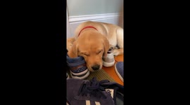 Ears Twitch While Lab Sleeps On Shoes