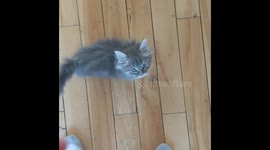 Kitten Gets The Cheese Tax