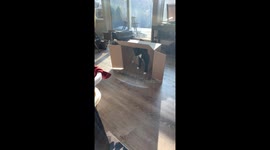 Curiosity Captured The Cat