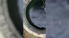 Leopard rescued after it falls into well in Vyara, Gujarat, India